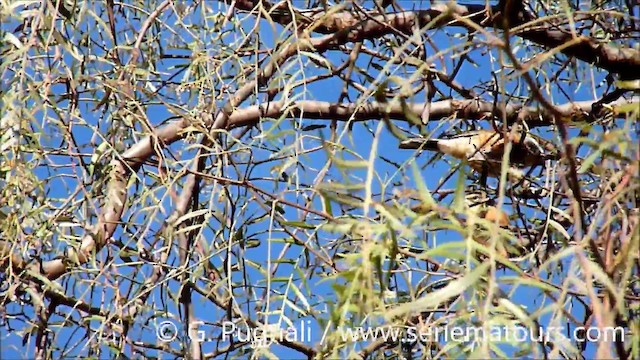 Bolivian Warbling Finch - ML201587181