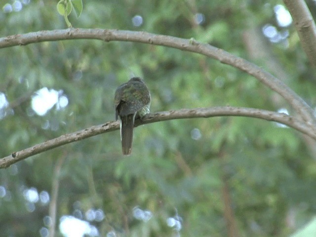 African Emerald Cuckoo - ML201587461