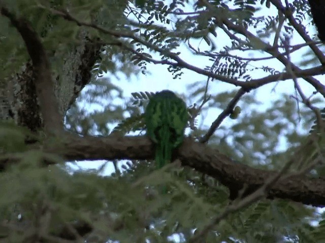 African Emerald Cuckoo - ML201587471