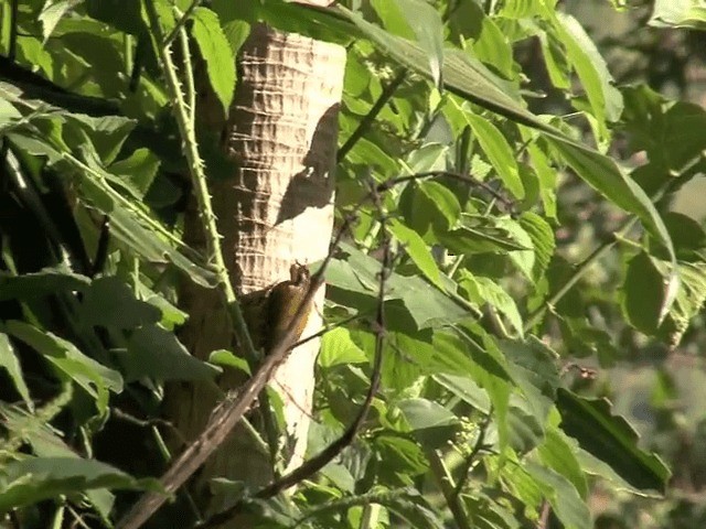 Abyssinian Woodpecker - ML201587661