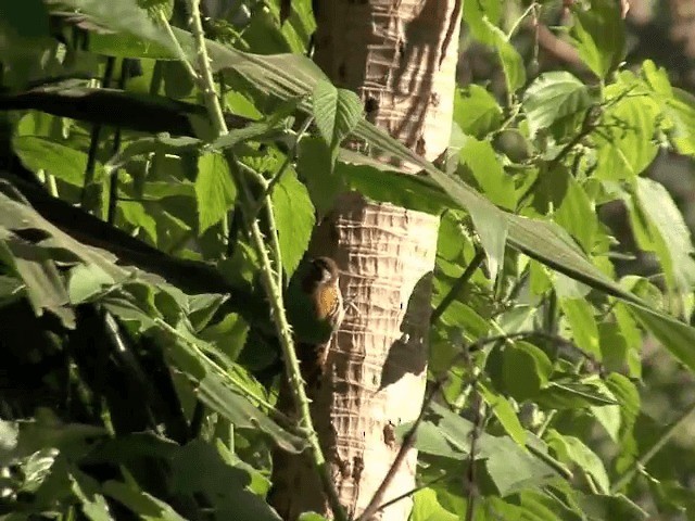 Abyssinian Woodpecker - ML201587671