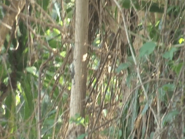 Abyssinian Woodpecker - ML201587681