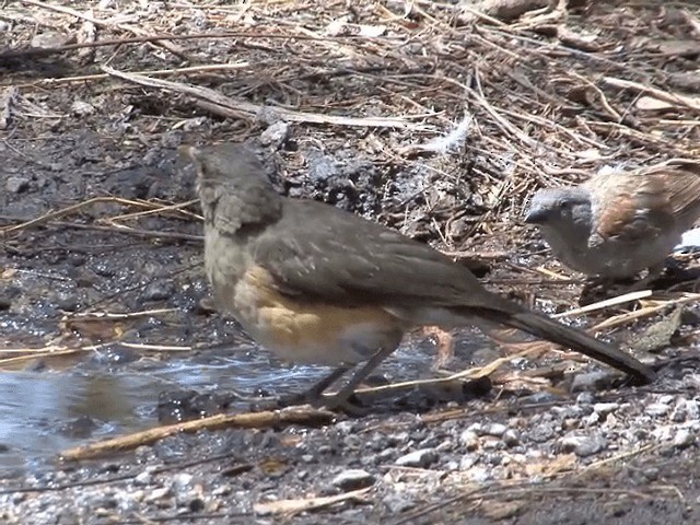  - African Thrush (African)