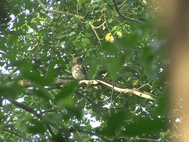 African Barred Owlet (Etchecopar's) - ML201587911