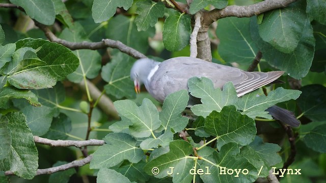 Common Wood-Pigeon (White-necked) - ML201588061