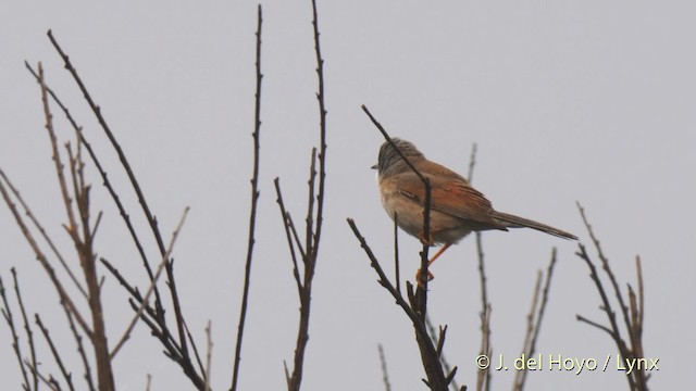 Spectacled Warbler - ML201588171