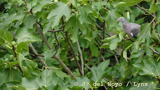 Common Wood-Pigeon (White-necked) - ML201588211