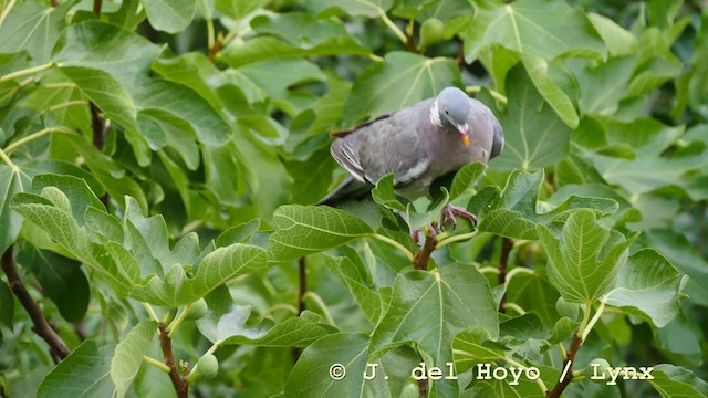 Common Wood-Pigeon (White-necked) - ML201588221