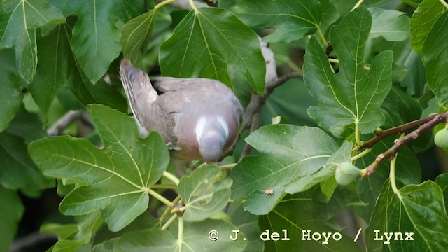 Pigeon ramier (groupe palumbus) - ML201588231