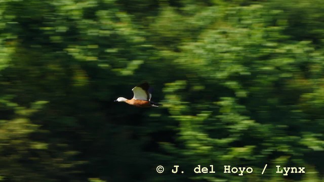  - Ruddy Shelduck