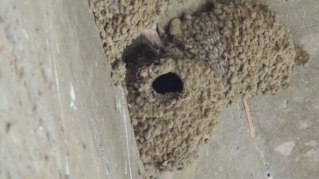  - Chestnut-collared Swallow