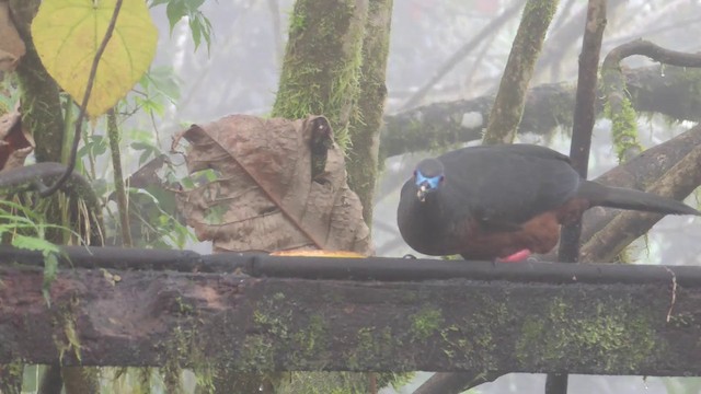 Sickle-winged Guan - ML201588651