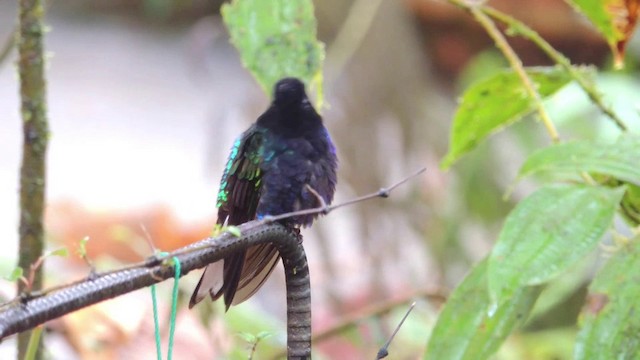 kolibřík hyacintový - ML201588661