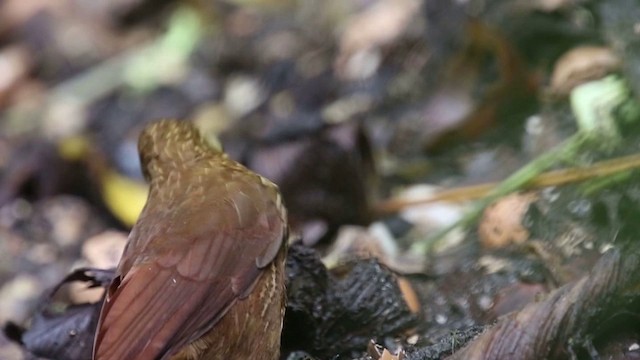 Strong-billed Woodcreeper (Andean/Northern) - ML201588751