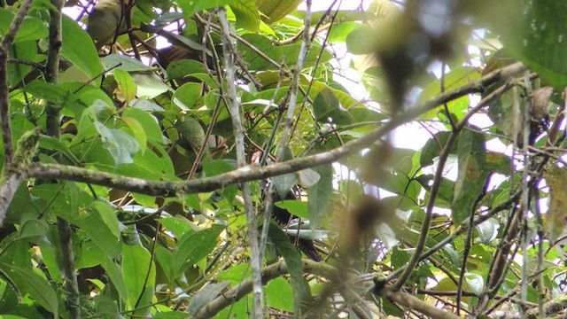 Guayaquil Woodpecker - ML201588801