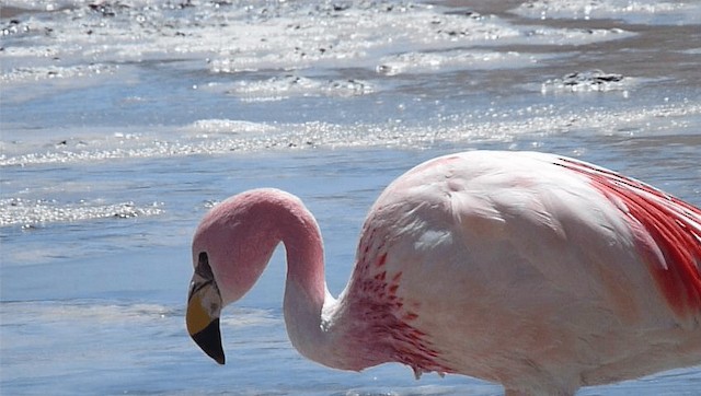 Puna Flamingosu - ML201589021