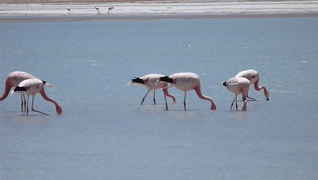 And Flamingosu - ML201589031