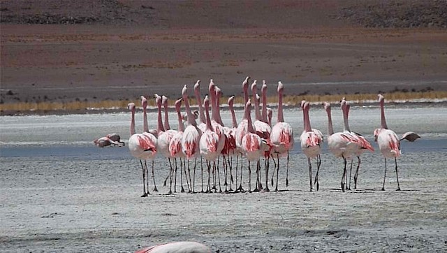 Puna Flamingosu - ML201589051