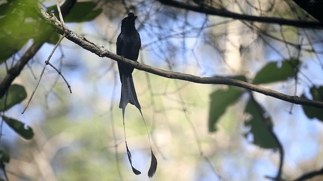 Greater Racket-tailed Drongo - ML201589101