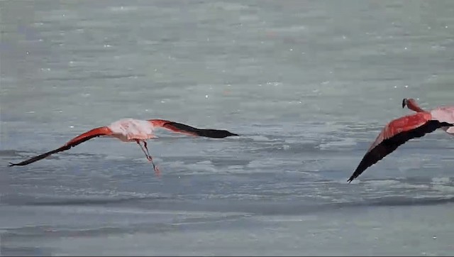 Şili Flamingosu - ML201589201