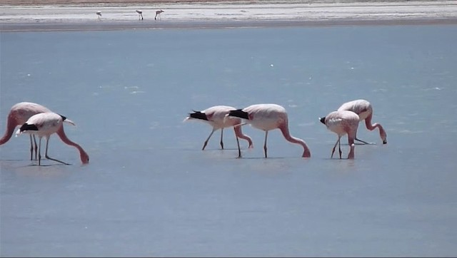 Andean Flamingo - ML201589211
