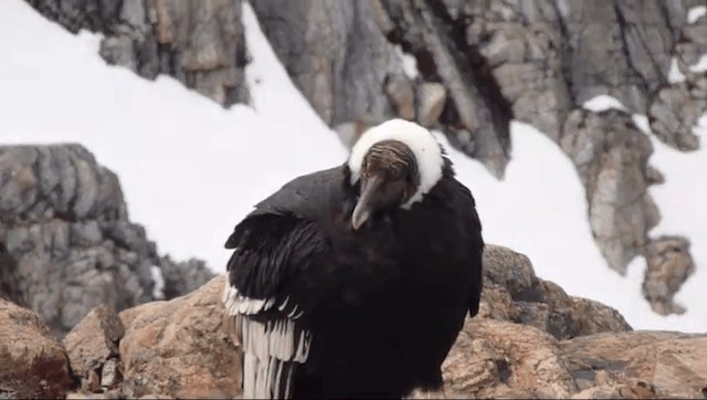 Andean Condor - ML201589261