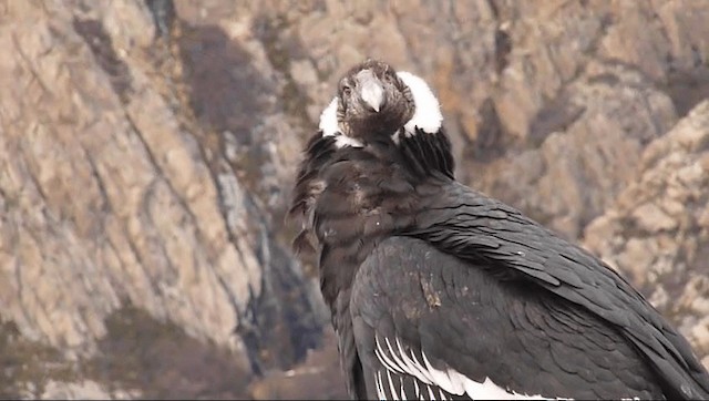 Andean Condor - ML201589271