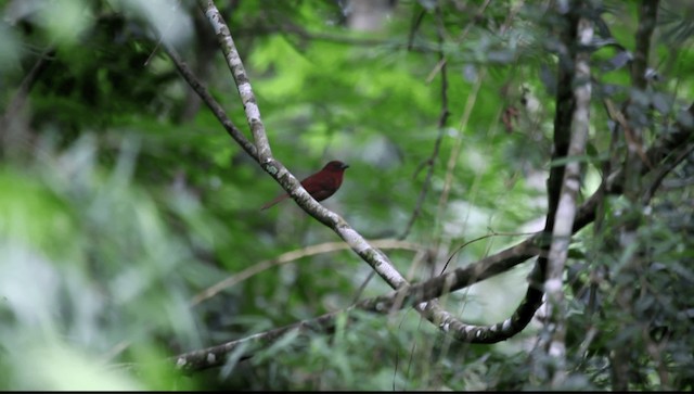 Red-crowned Ant-Tanager (Red) - ML201589421