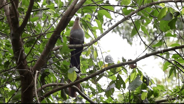 Squirrel Cuckoo (Amazonian) - ML201589441