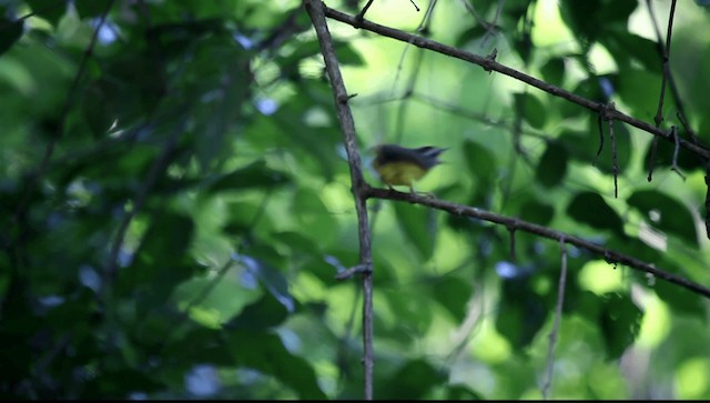 Golden-crowned Warbler (Golden-crowned) - ML201589461