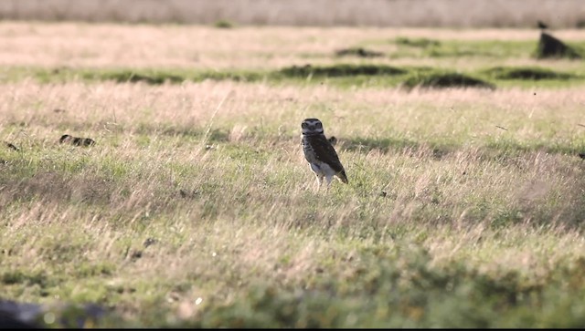 Burrowing Owl (Southern) - ML201589491