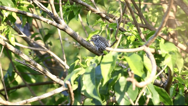 White-barred Piculet (White-barred) - ML201589511