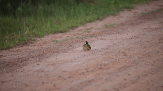 Green-barred Woodpecker (Green-barred) - ML201589521