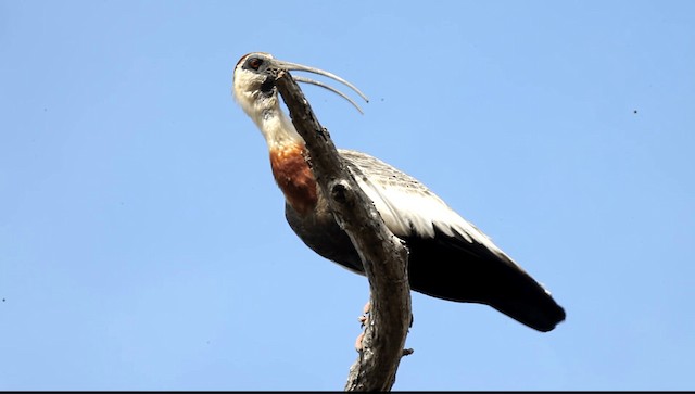 ibis bělokřídlý - ML201589641