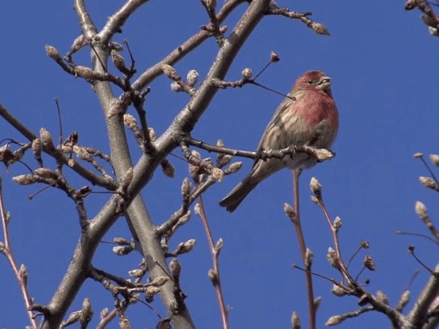 House Finch (Common) - ML201589681