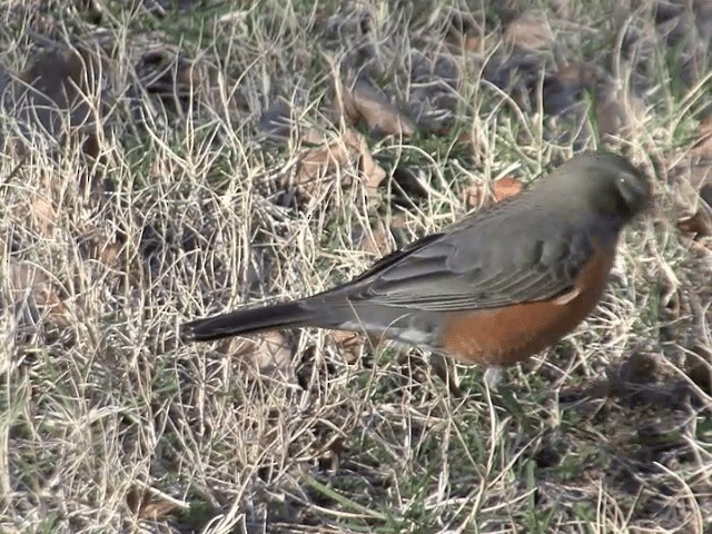 American Robin (migratorius Group) - ML201589711