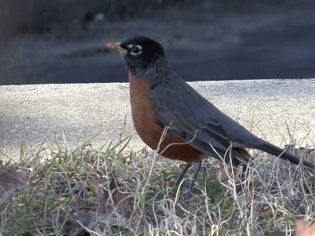 American Robin (migratorius Group) - ML201589721