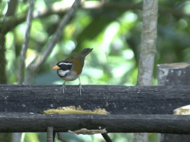 Orange-billed Sparrow (spectabilis) - ML201590241