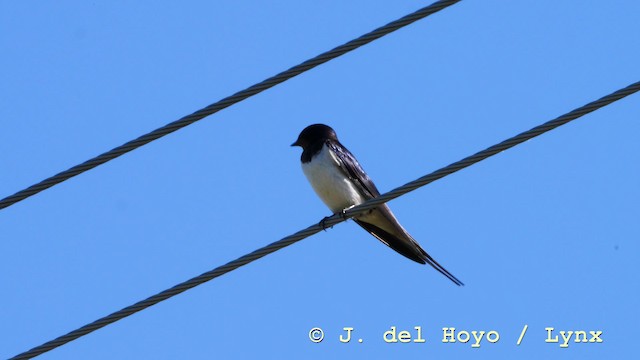Barn Swallow (White-bellied) - ML201590481