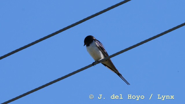 Barn Swallow (White-bellied) - ML201590491