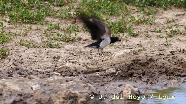 Barn Swallow (White-bellied) - ML201590511