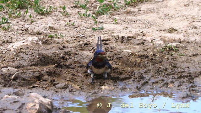 Barn Swallow (White-bellied) - ML201590541