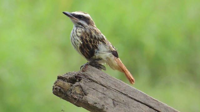  - Streaked Flycatcher (Northern)