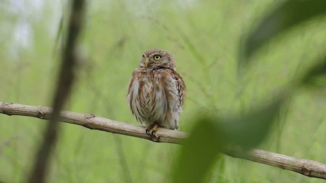 Peruvian Pygmy-Owl - ML201590981