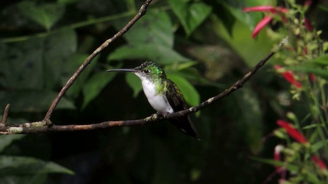 Andean Emerald - ML201591011