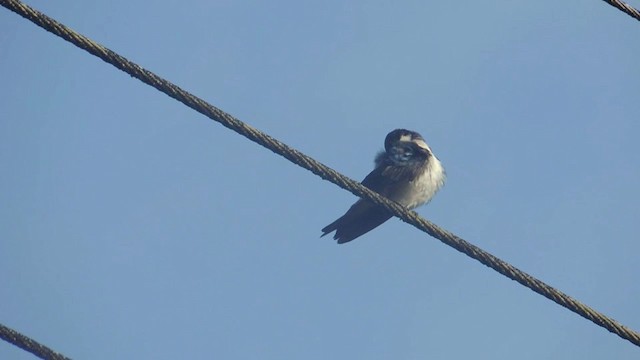 Blue-and-white Swallow - ML201591031