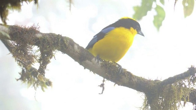 Blue-winged Mountain Tanager (Blue-winged) - ML201591111