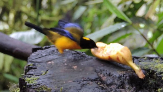 Black-chinned Mountain Tanager - ML201591171