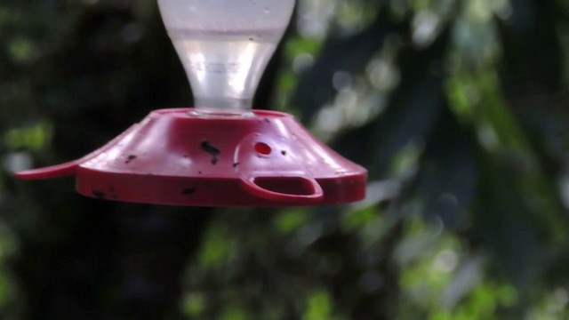 Violettscheitelkolibri [torquata-Gruppe] - ML201591201