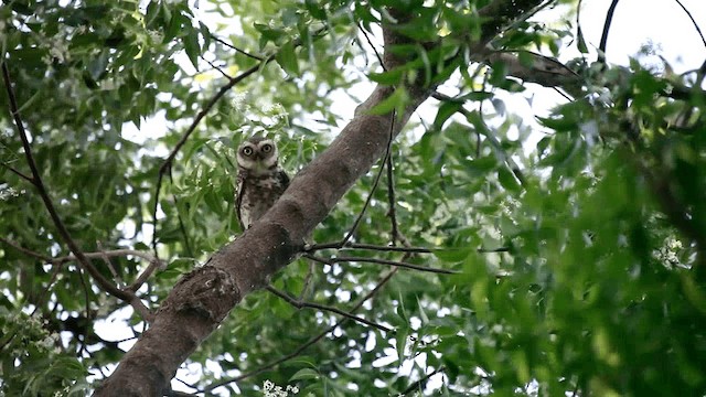 Spotted Owlet - ML201591301
